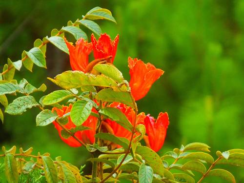 Bilder aus Honduras