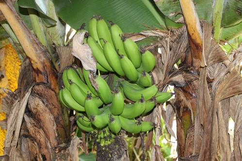 Bilder aus Honduras