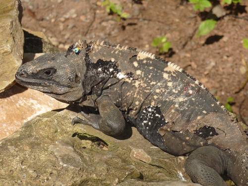 Bilder aus Honduras