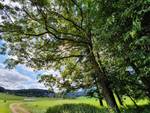 Quelle: M. Deutscher lichtdurchfluteter Baum im Spätsommer